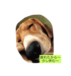 昼間の癒し（個別スタンプ：5）