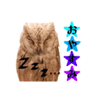 猛禽さんたちのスタンプ（個別スタンプ：9）