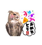 猛禽さんたちのスタンプ（個別スタンプ：13）