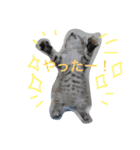 yukikoneko2（個別スタンプ：6）