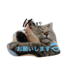 yukikoneko2（個別スタンプ：7）