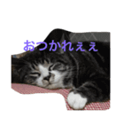 yukikoneko2（個別スタンプ：11）