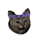 yukikoneko2（個別スタンプ：12）