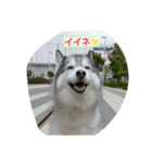 一生犬命(笑)（個別スタンプ：1）