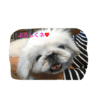 一生犬命(笑)（個別スタンプ：2）