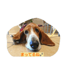 一生犬命(笑)（個別スタンプ：3）