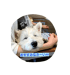 一生犬命(笑)（個別スタンプ：4）