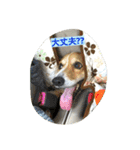 一生犬命(笑)（個別スタンプ：5）