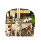 一生犬命(笑)（個別スタンプ：7）