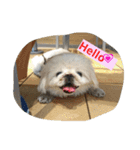 一生犬命(笑)（個別スタンプ：9）