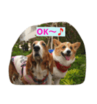 一生犬命(笑)（個別スタンプ：11）