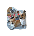 一生犬命(笑)（個別スタンプ：12）