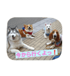 一生犬命(笑)（個別スタンプ：13）