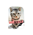 一生犬命(笑)（個別スタンプ：14）