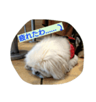 一生犬命(笑)（個別スタンプ：15）