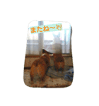 一生犬命(笑)（個別スタンプ：16）