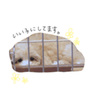 まろんちゃんのスタンプ（個別スタンプ：5）