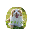 ボーダーコリーノアのおしゃべり（個別スタンプ：5）