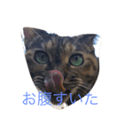 ちゃっぴー日常スタンプ（個別スタンプ：3）