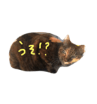 ちゃっぴー日常スタンプ（個別スタンプ：7）