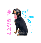 私はドーベルマン。名前はカリナンである。（個別スタンプ：2）