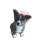 akitainu_komachi＆kirara（個別スタンプ：1）