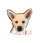 akitainu_komachi＆kirara（個別スタンプ：2）