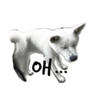 akitainu_komachi＆kirara（個別スタンプ：3）