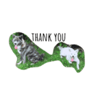 akitainu_komachi＆kirara（個別スタンプ：6）