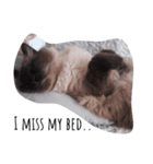 Sleepy Mishka（個別スタンプ：8）