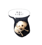 トイプードル あんずちゃん 子供へ編（個別スタンプ：15）