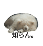 mofumofuakitainu（個別スタンプ：1）