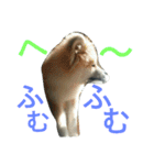 mofumofuakitainu（個別スタンプ：2）