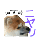 mofumofuakitainu（個別スタンプ：3）