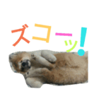 mofumofuakitainu（個別スタンプ：5）