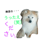 mofumofuakitainu（個別スタンプ：6）