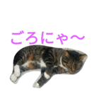 mofumofuakitainu（個別スタンプ：8）