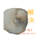 mofumofuakitainu（個別スタンプ：9）
