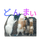 mofumofuakitainu（個別スタンプ：12）