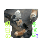 mofumofuakitainu（個別スタンプ：13）