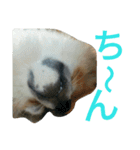 mofumofuakitainu（個別スタンプ：14）