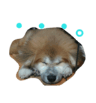 mofumofuakitainu（個別スタンプ：15）