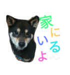 mofumofuakitainu（個別スタンプ：16）