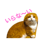 とらたさん その3（個別スタンプ：1）