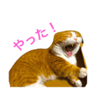 とらたさん その3（個別スタンプ：2）