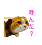 とらたさん その3（個別スタンプ：4）