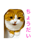 とらたさん その3（個別スタンプ：5）