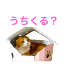 とらたさん その3（個別スタンプ：7）