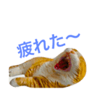 とらたさん その3（個別スタンプ：9）
