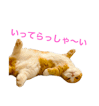 とらたさん その3（個別スタンプ：11）
